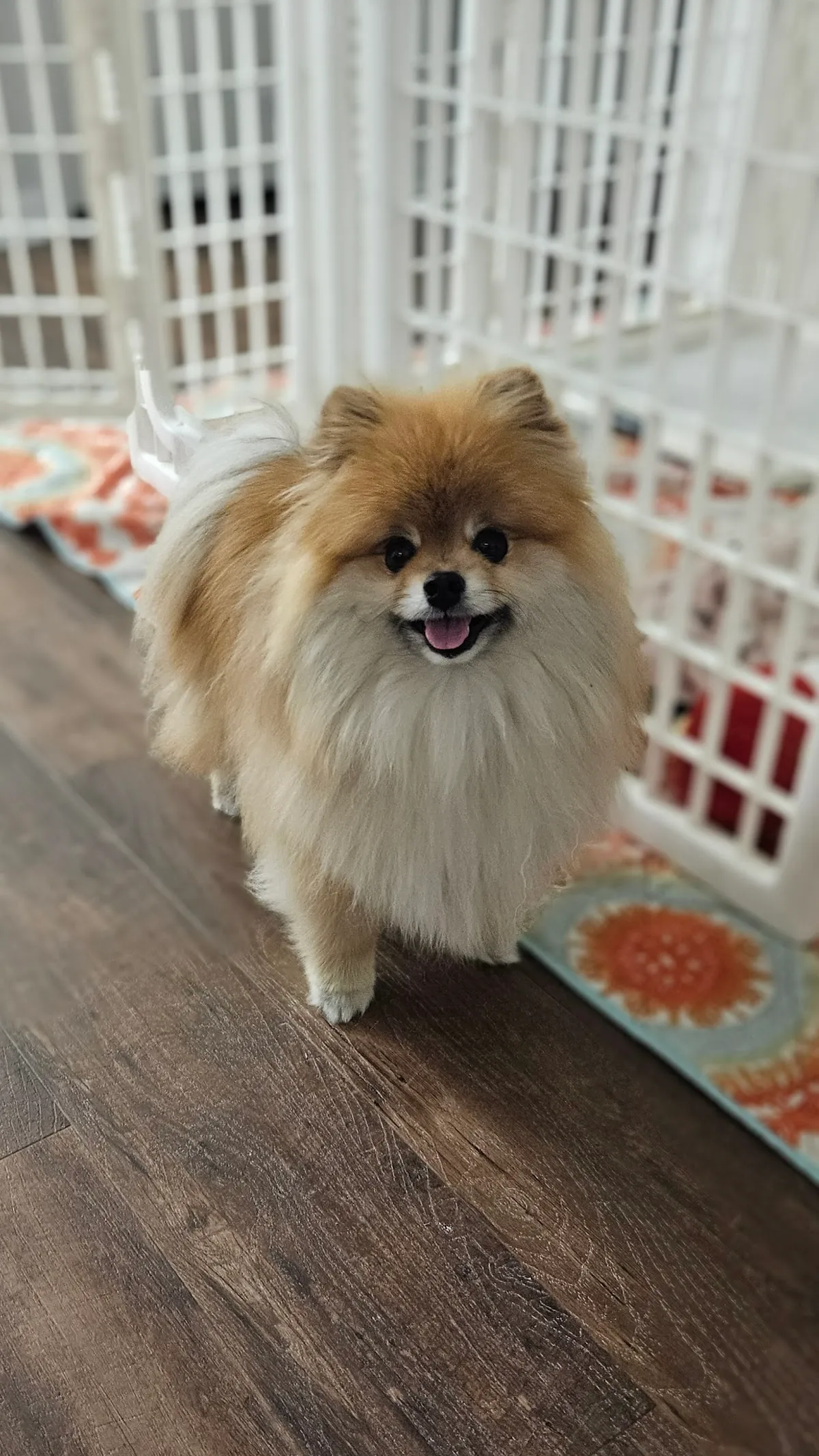 Remmi's World Pet Sitting