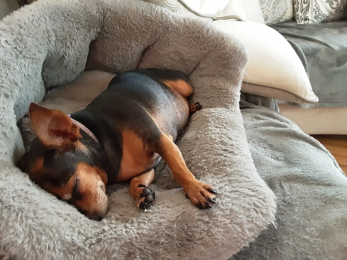 Remmi's World Pet Sitting