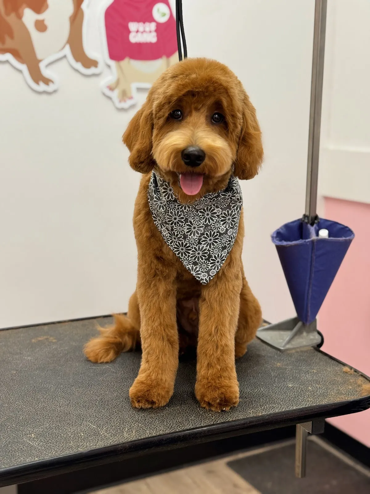 Woof Gang Bakery & Grooming