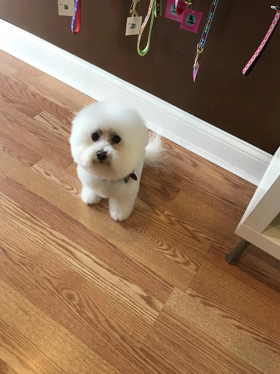 Tailblazers Pet Salon