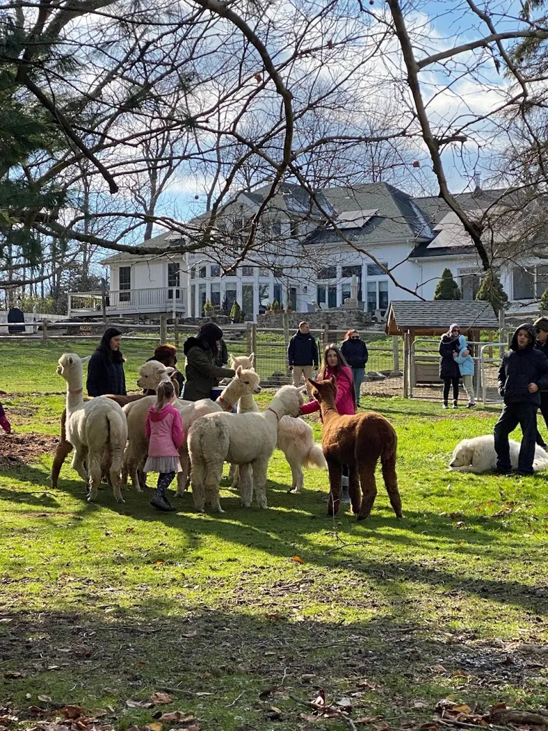 Shalimar Alpacas Farm