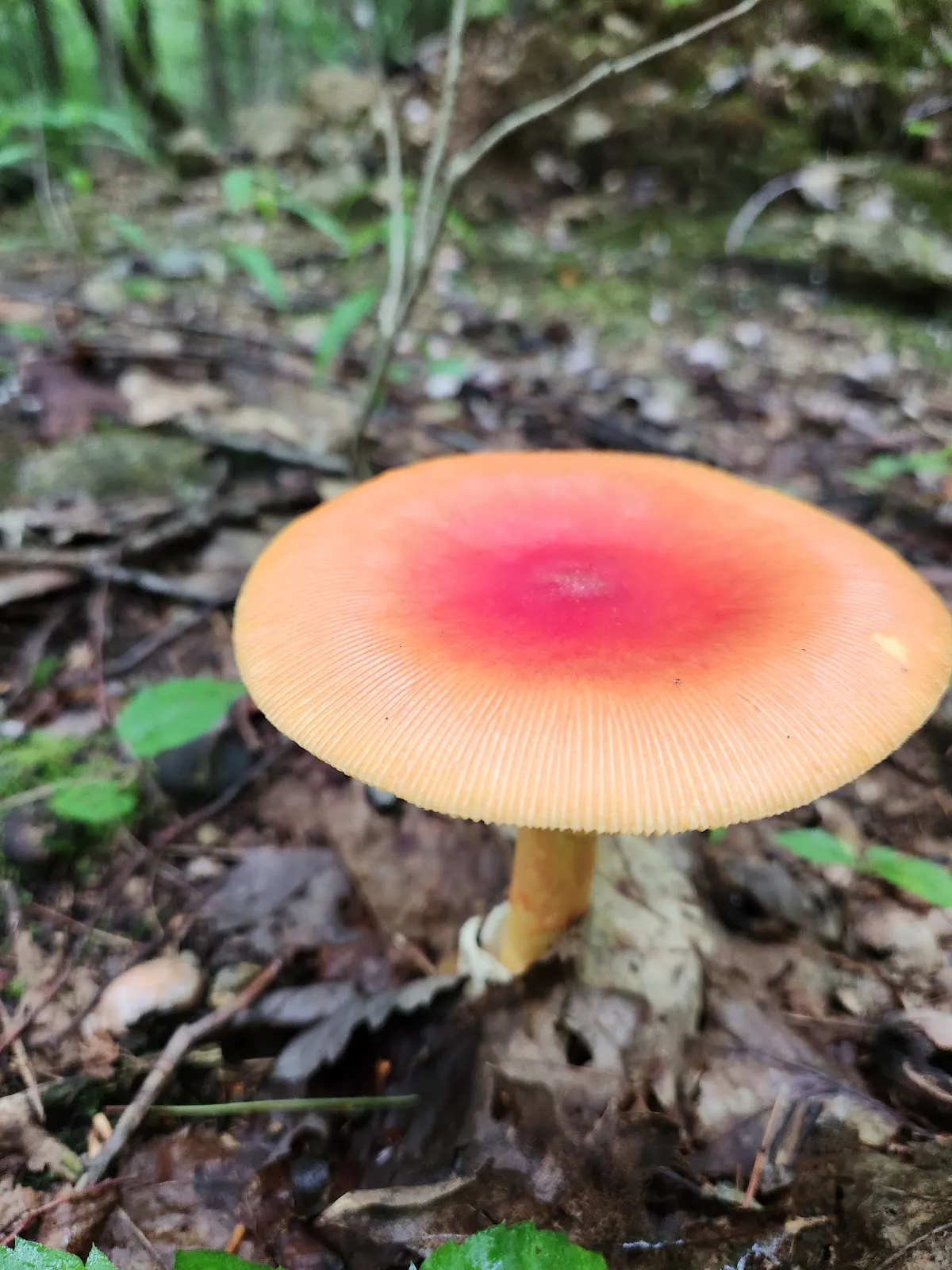 Fishersfield Park Trails