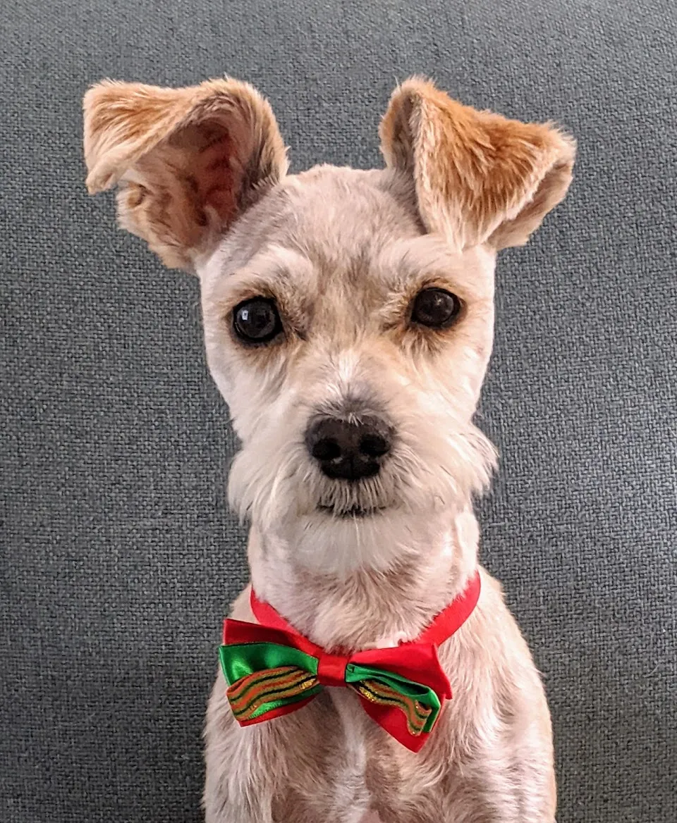 All Pet Grooming