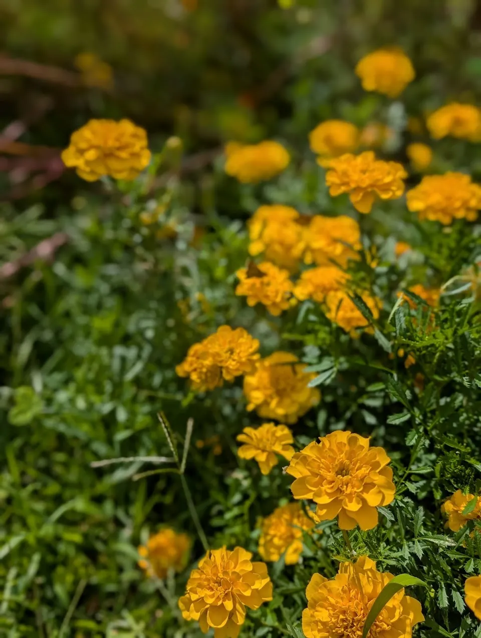 Garrison Community Garden