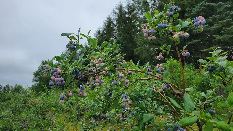 Halfway Acres (Organic Blueberries U-Pick )