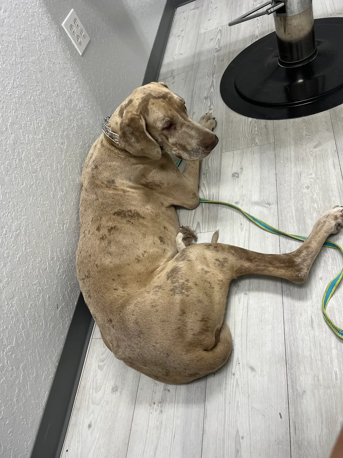 Apex Veterinary Hospital