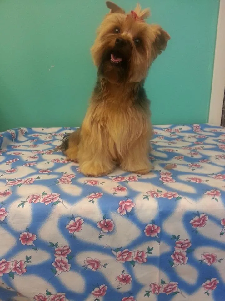 Pampered Pooch Parlor