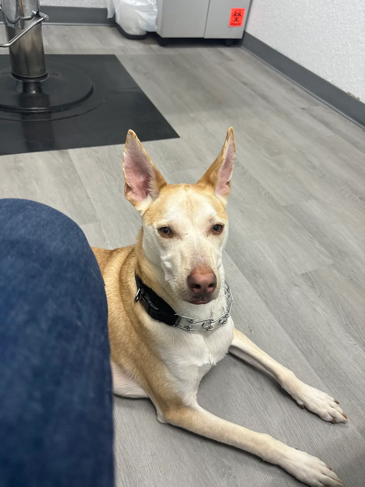Apex Veterinary Hospital