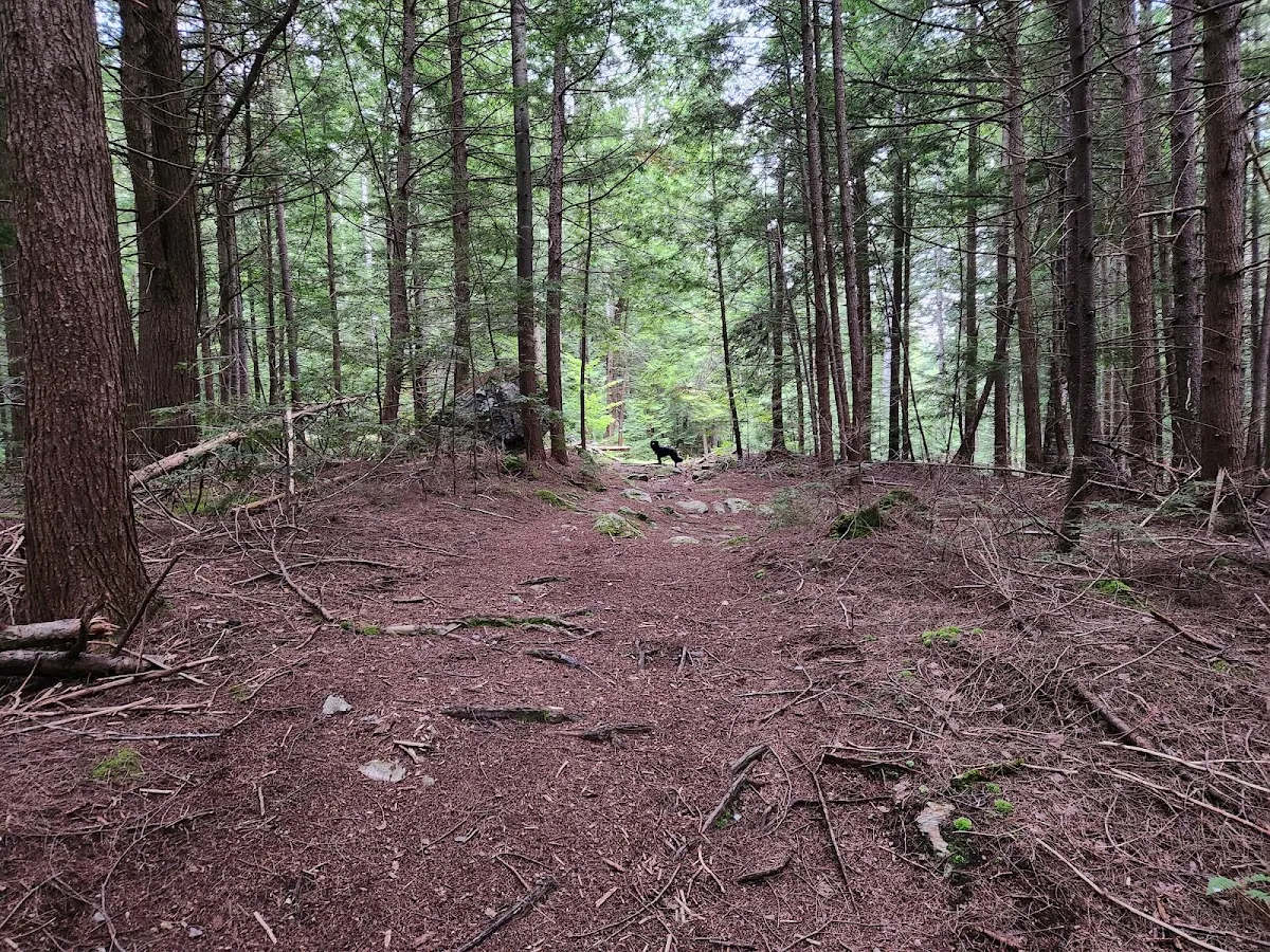 Webb Forest