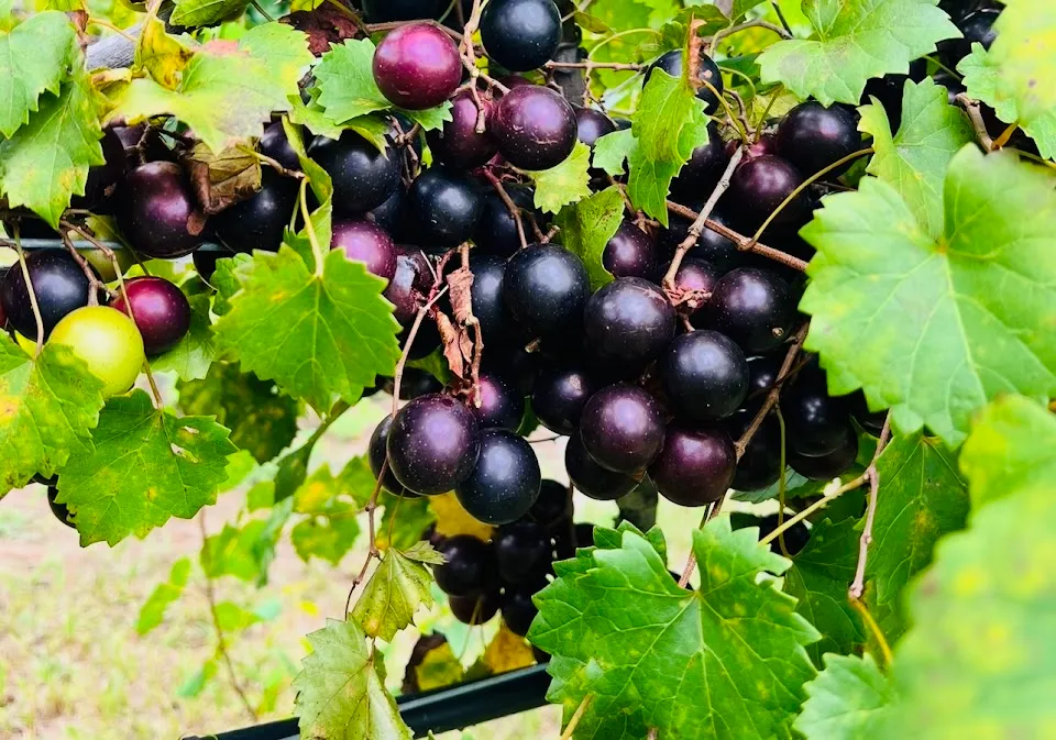 Jubilee Grape Vines