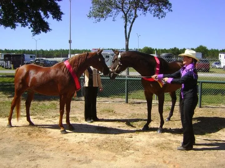 Sunday Best Farm Arabians LLC