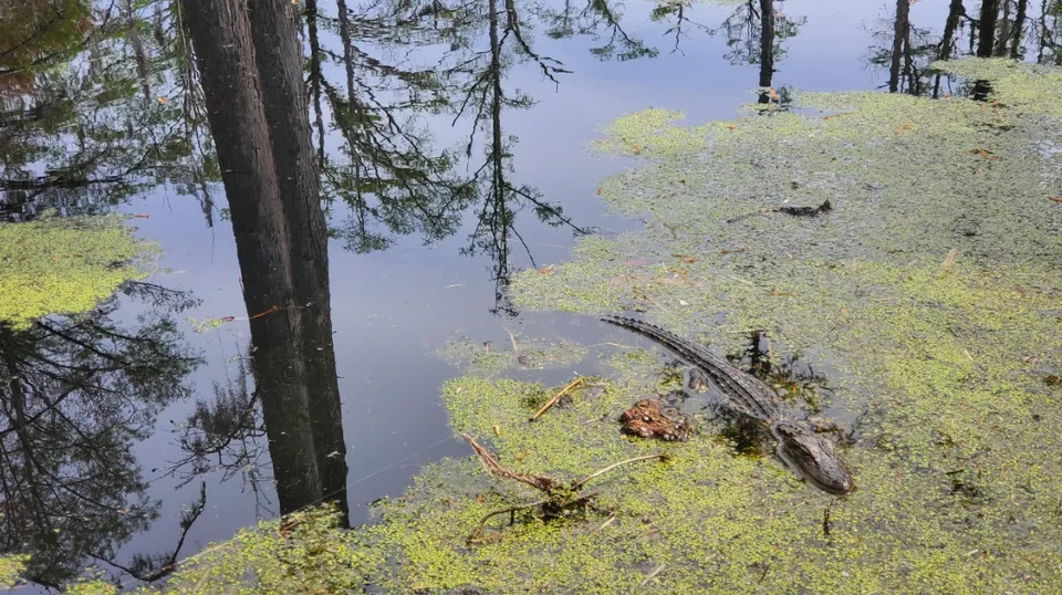 Cypress Gardens