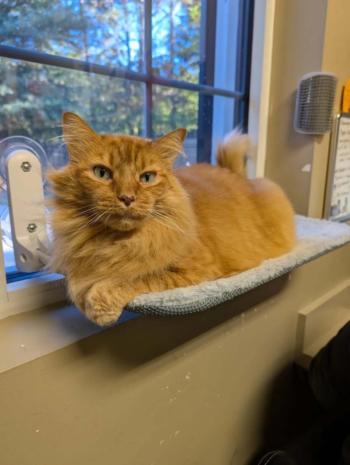 Happy Cat Hotel & Spa Johns Creek