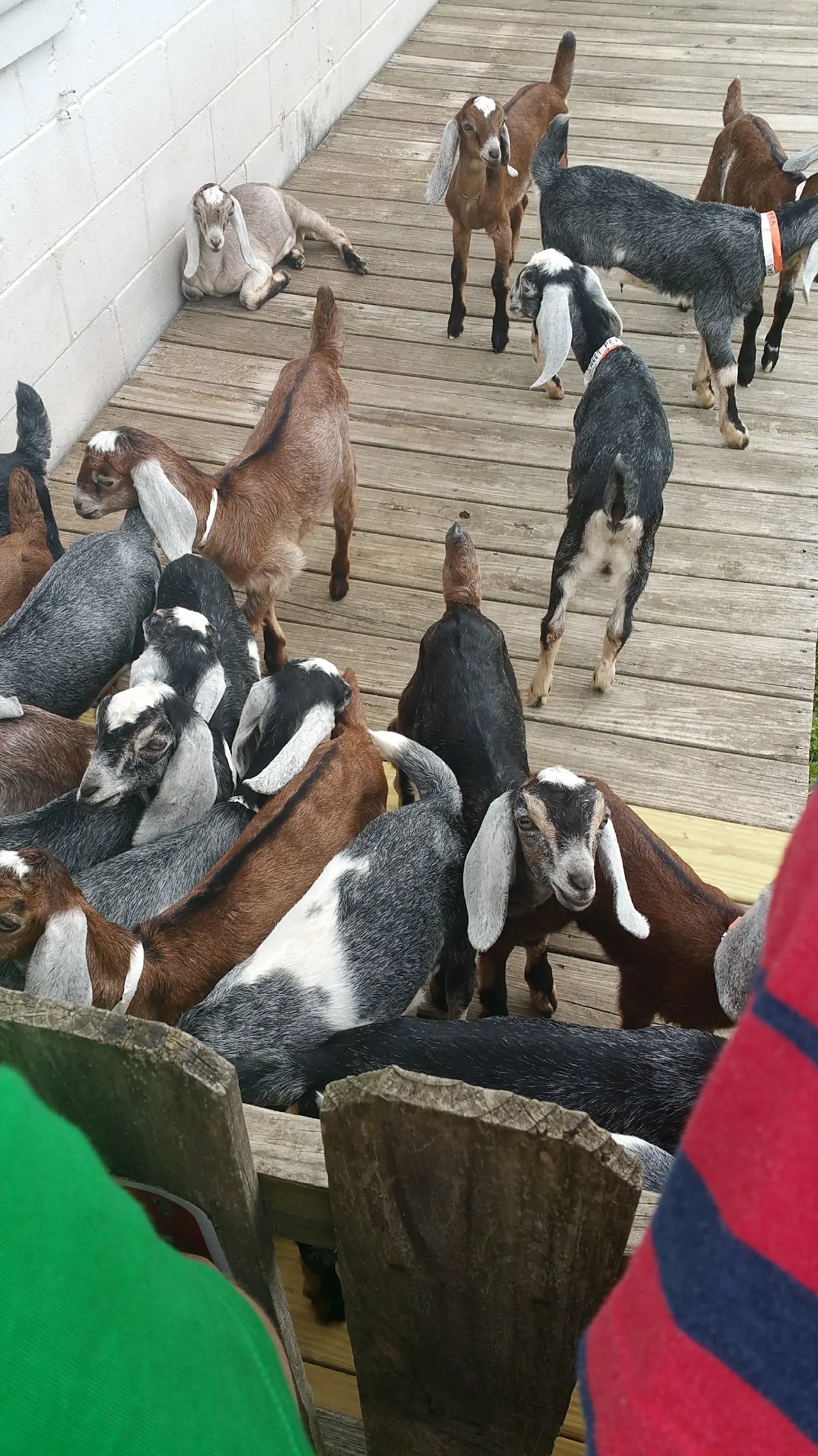 Buffalo Creek Farm and Creamery, LLC