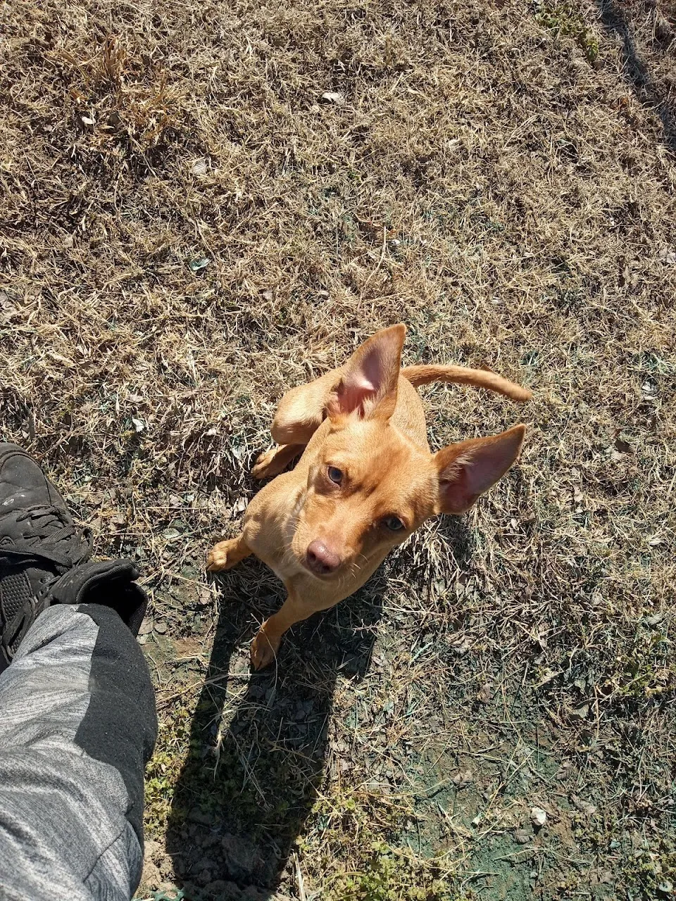 McAlester Dog Park