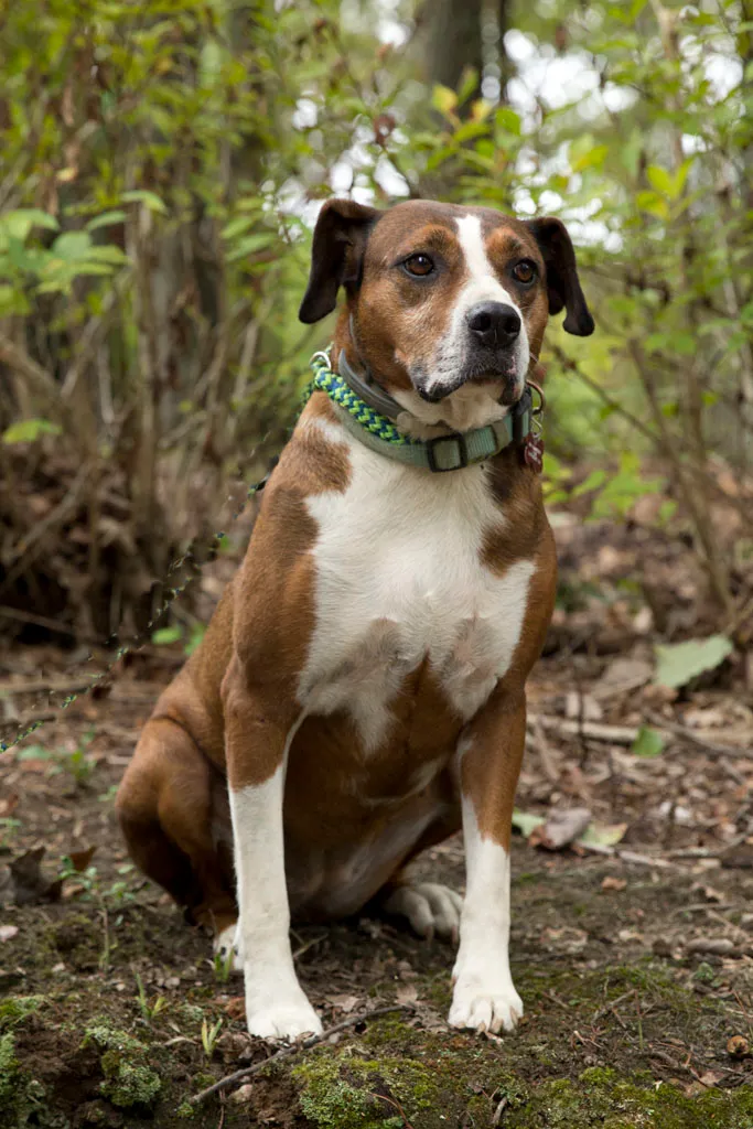 Another Chance Rescue, Rehab & Sanctuary
