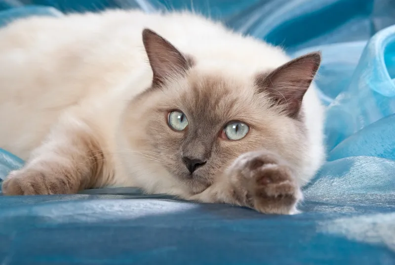 Ragdoll Kittens