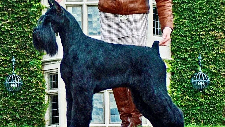 Valhalla Farm and Kennel