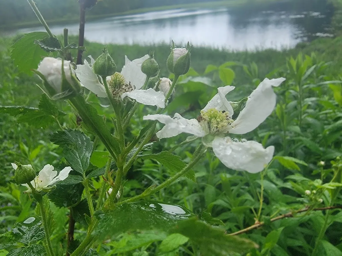 Mallet Pond State Forest