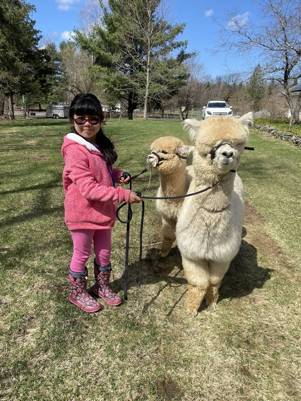 Shalimar Alpacas Farm