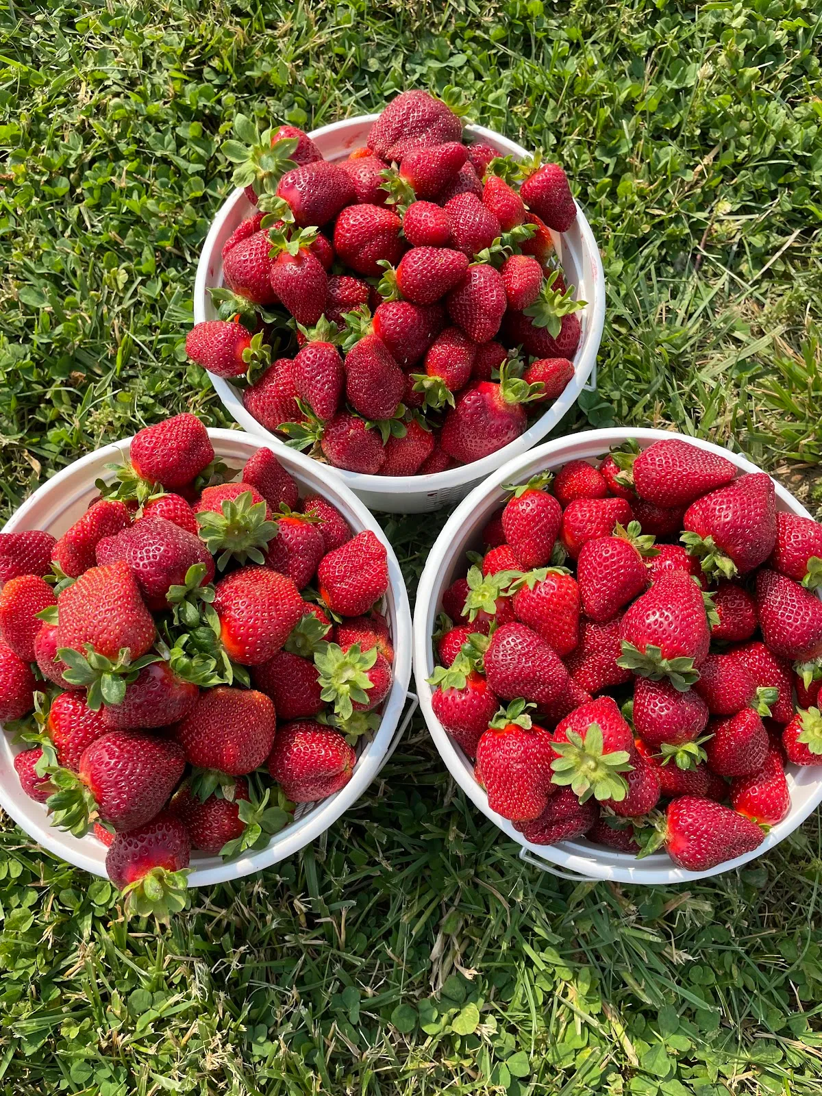 The Strawberry Patch