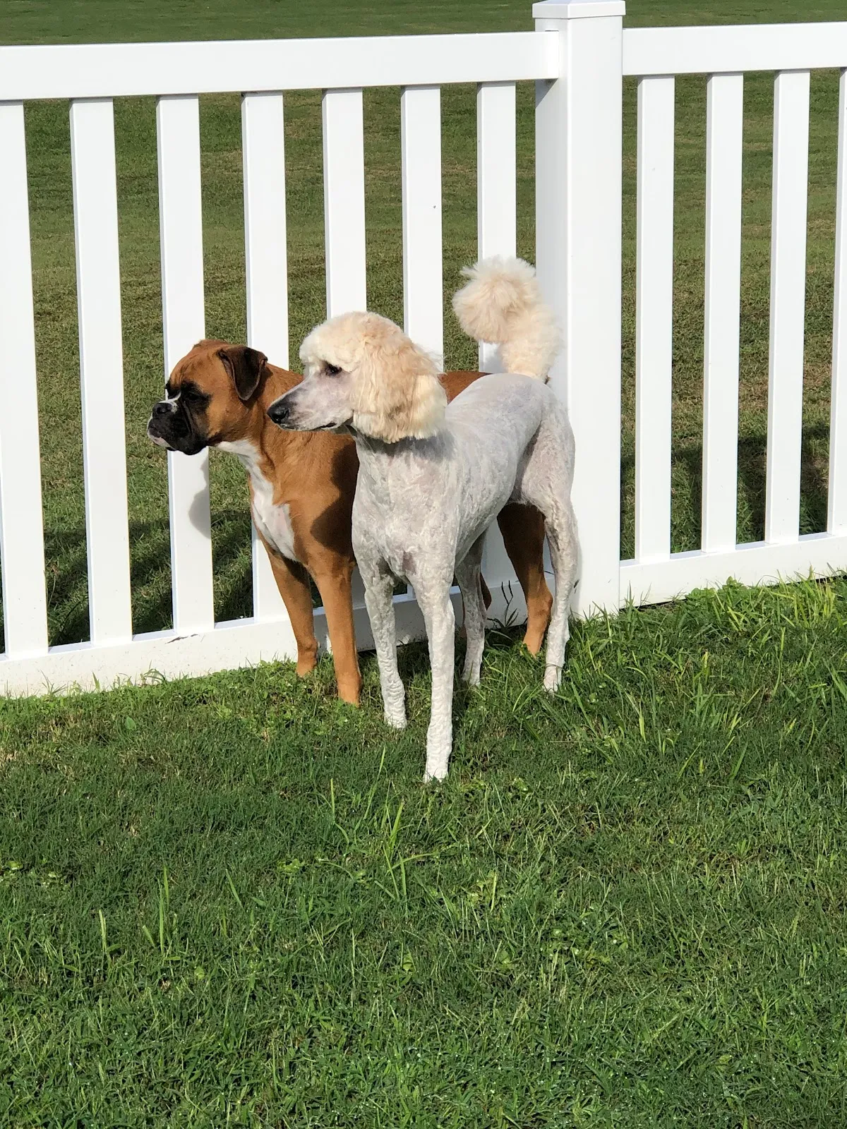 Brooksville Pet Grooming