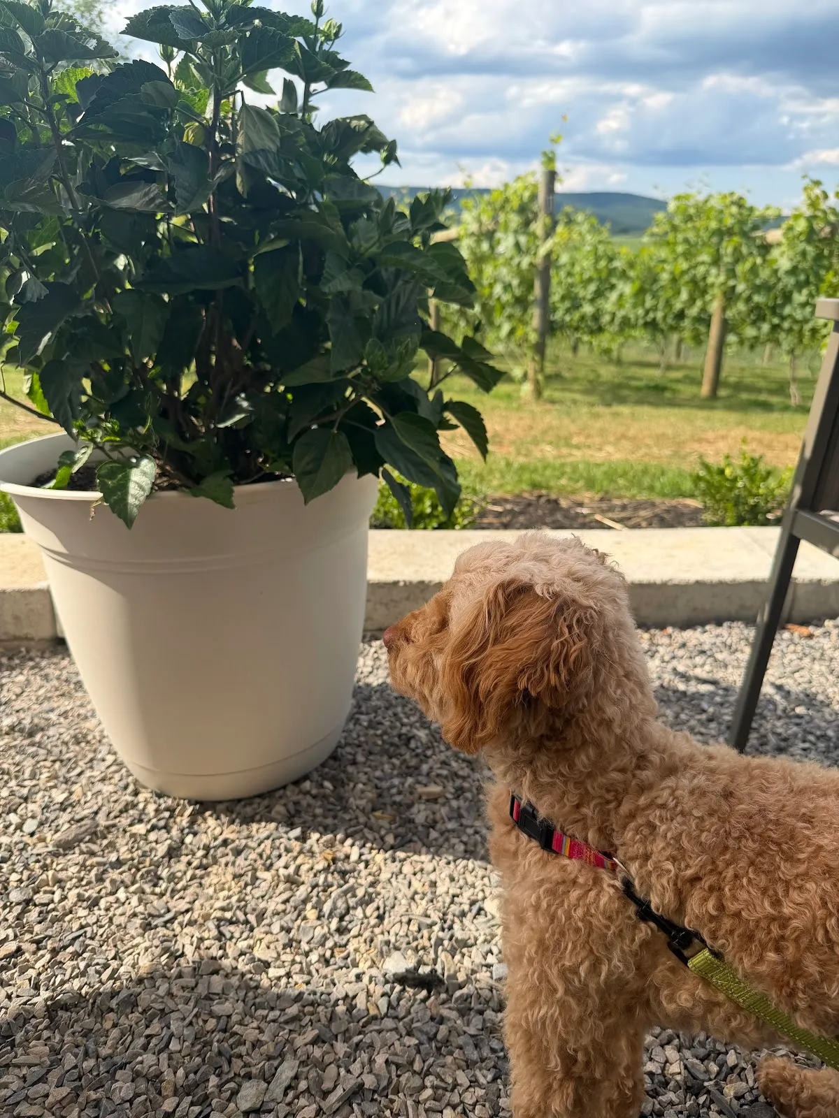 White Dog Winery