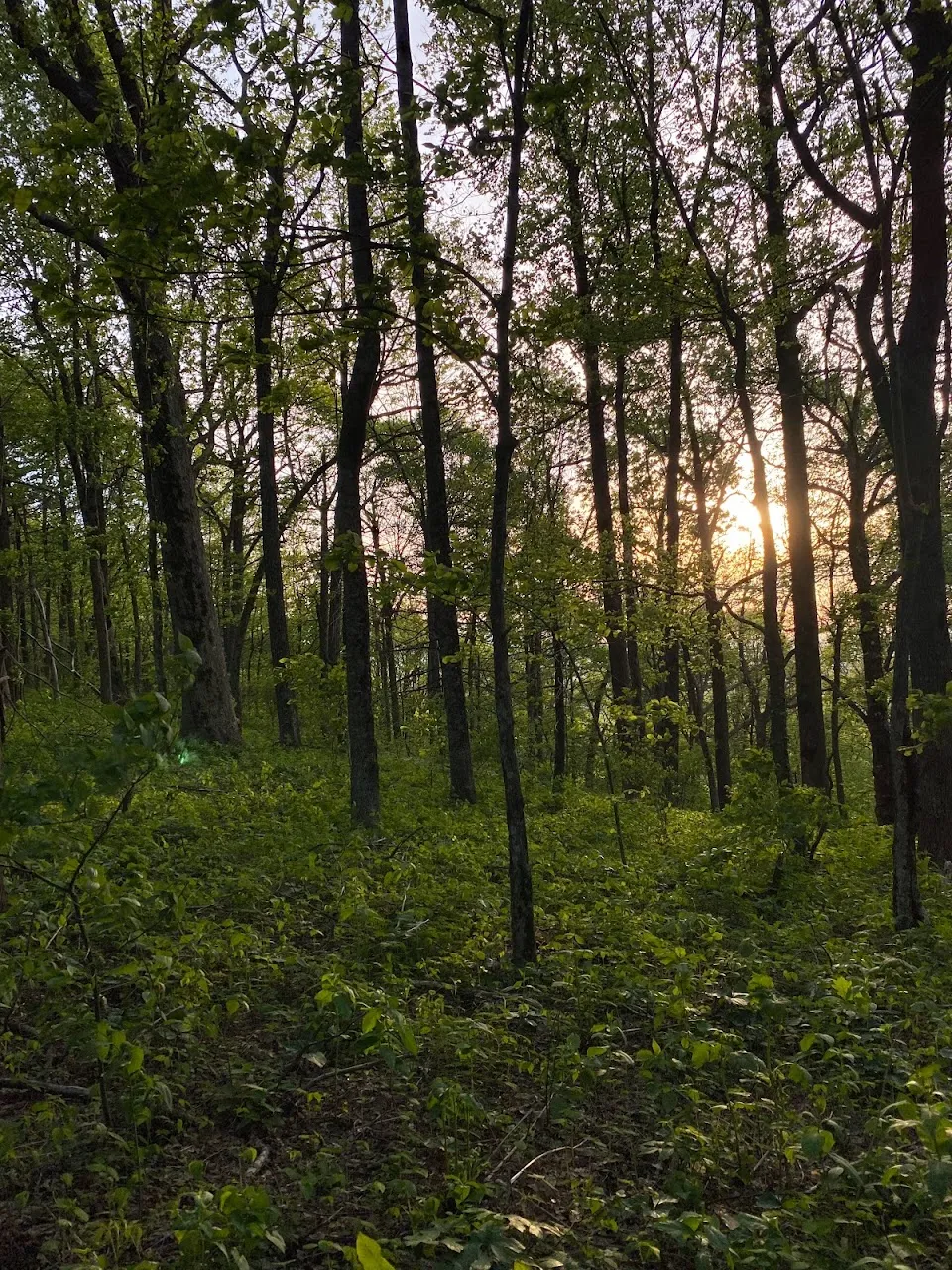 Appalachian Trail in Georgia