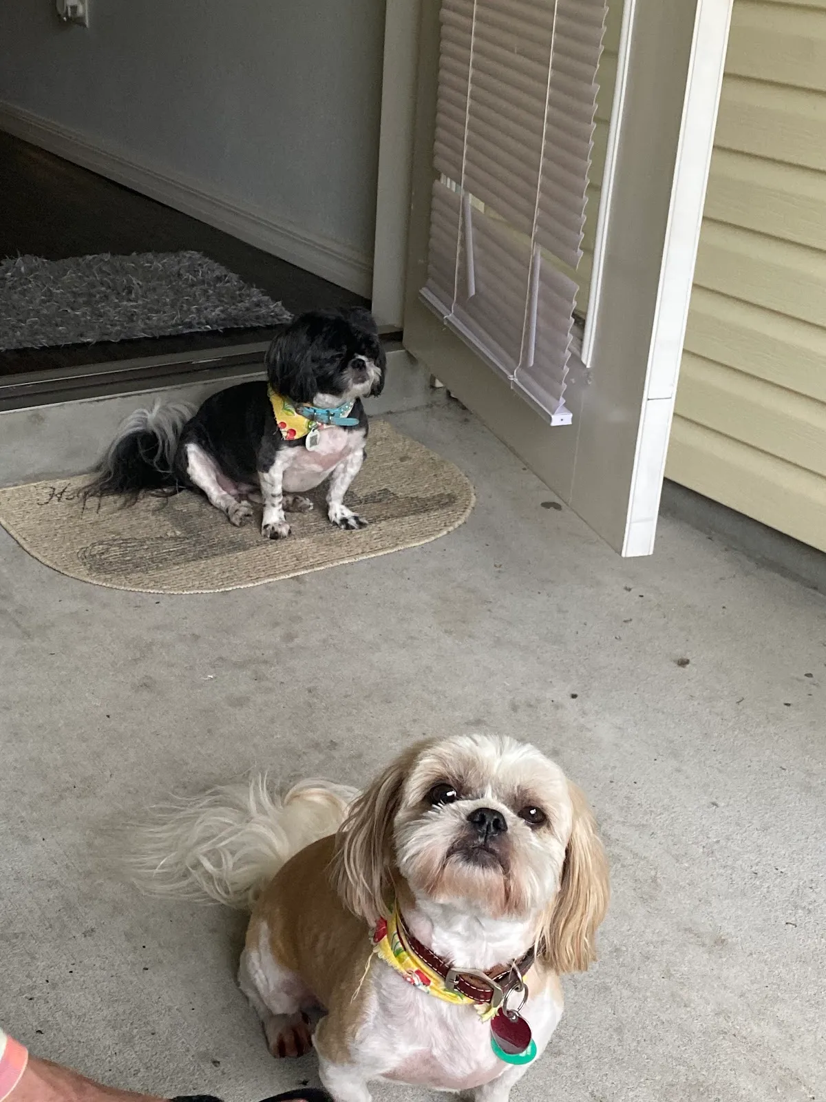 Brooksville Pet Grooming