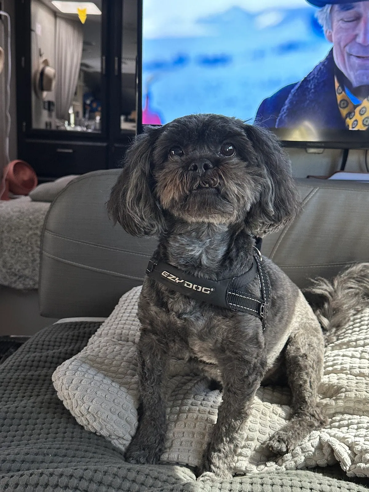 Posh Pups By Andrea Pet Resort