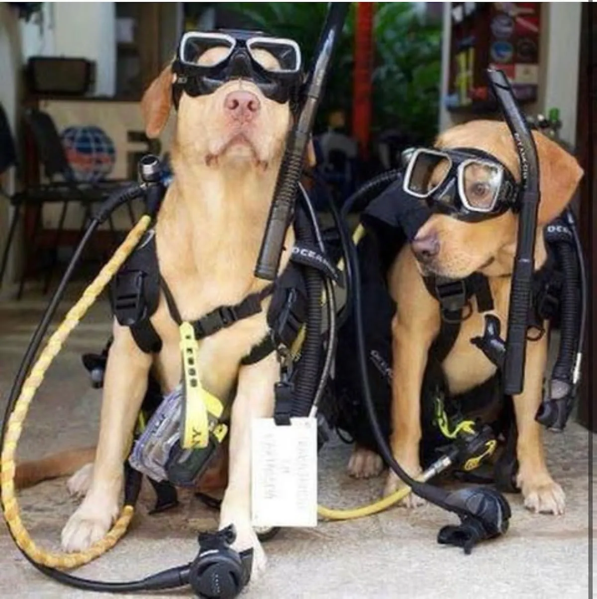 Dive Georgia - Atlanta Scuba, Snorkel, and Travel Center - Woodstock
