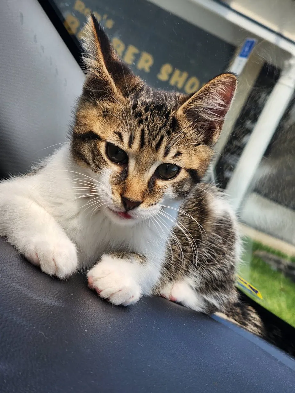 Bayshore Animal Hospital Port Orange