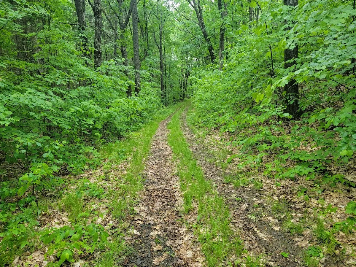 Mallet Pond State Forest