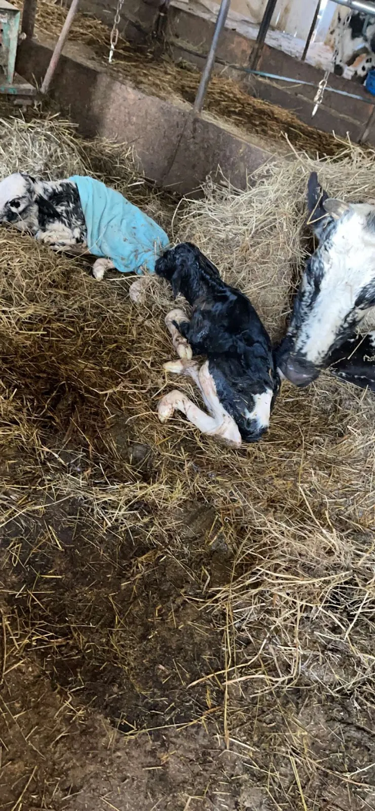 Miller's Dairy