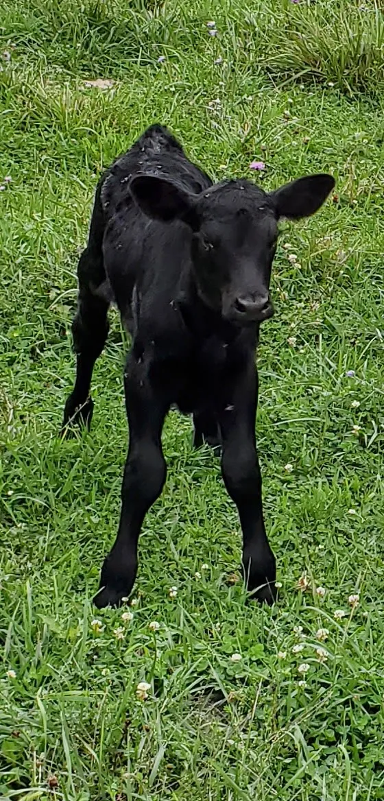 R-N-F Farms