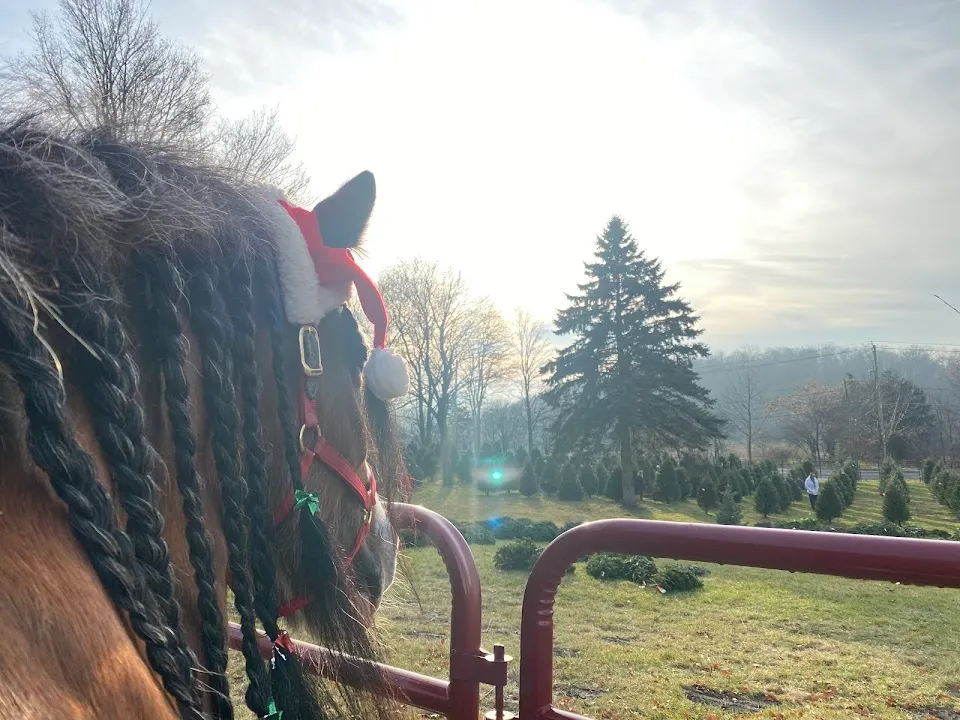 Summit View Farm