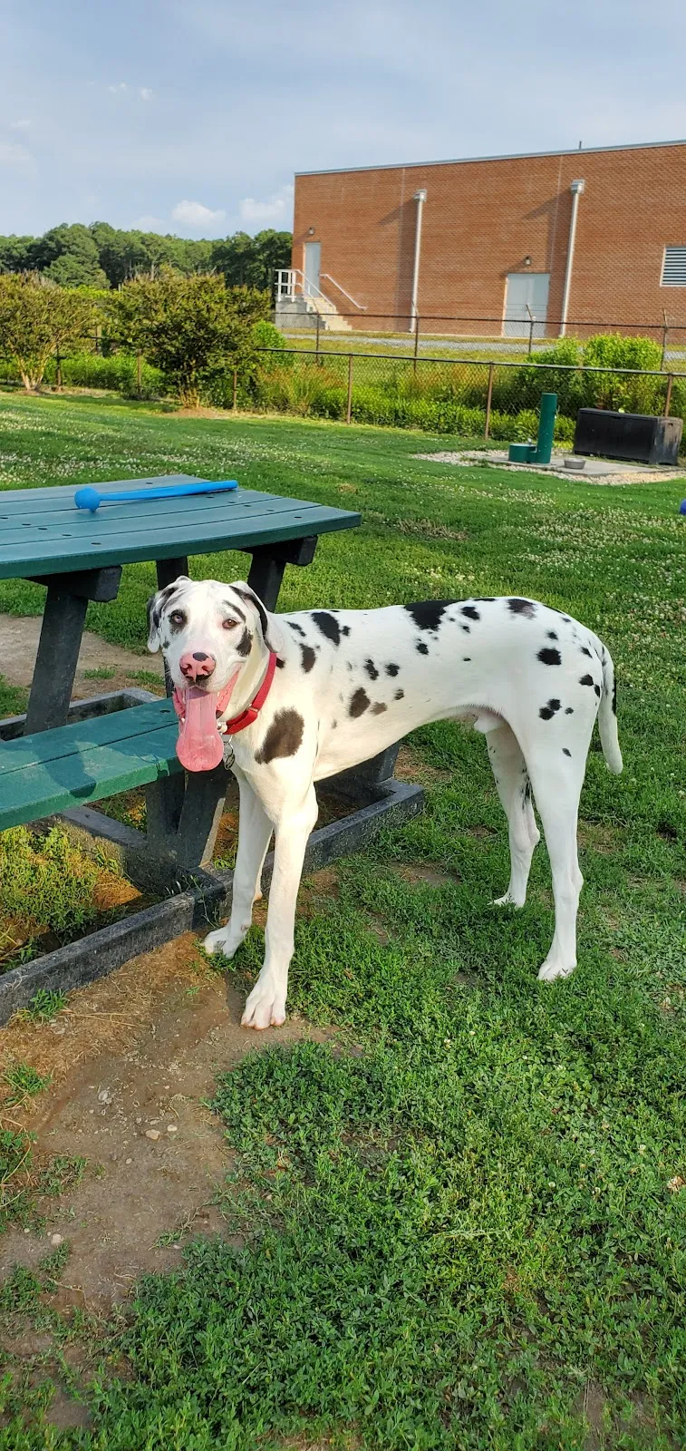 Play Ball Dog Park