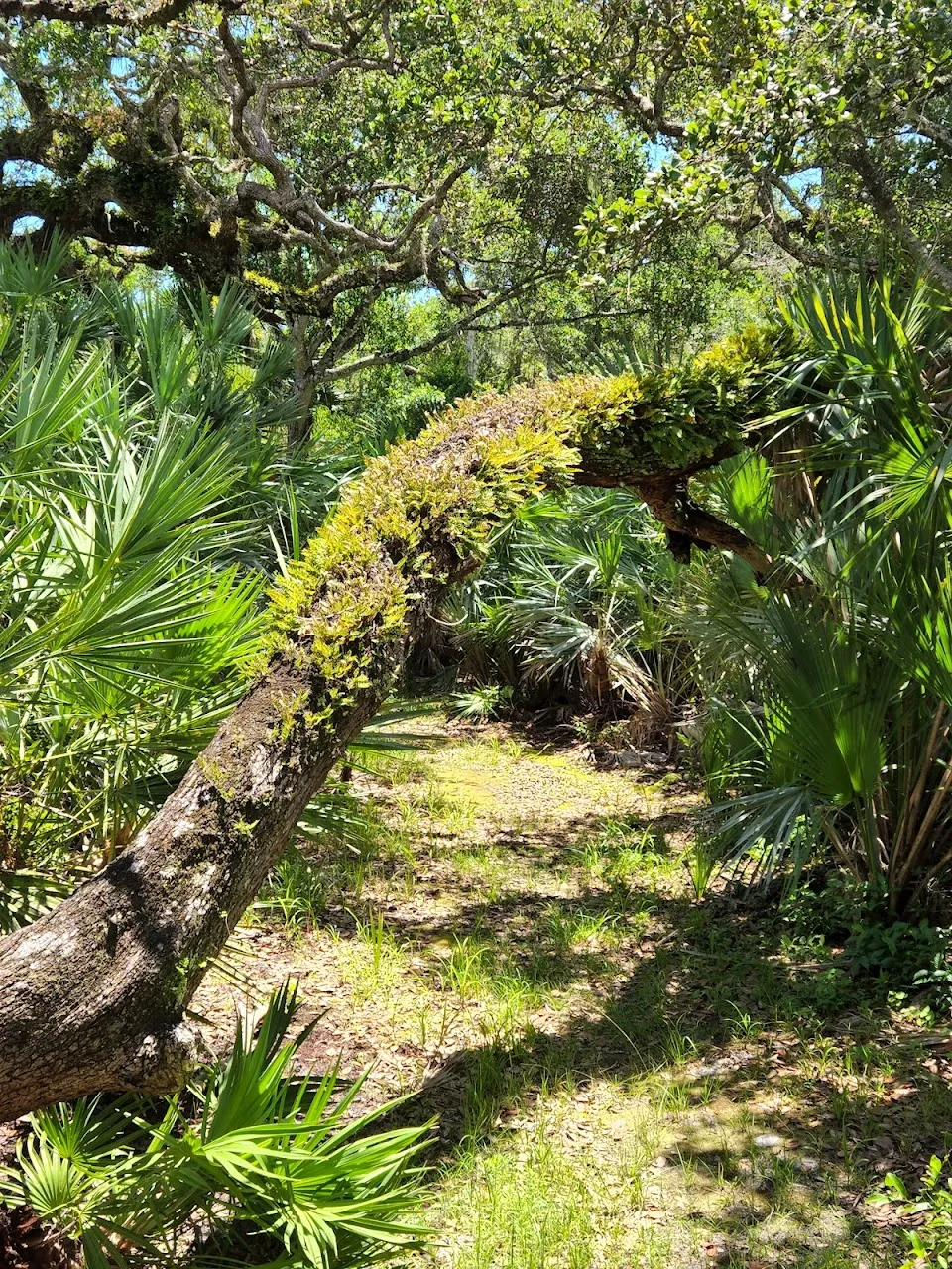 Eldora Hammock Trail