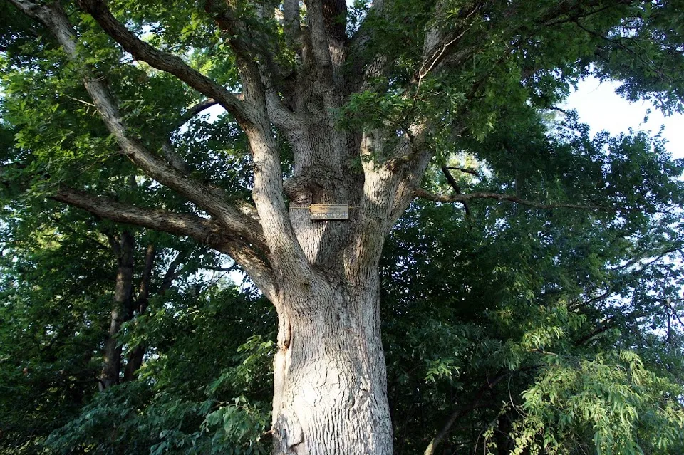 Stadium Woods