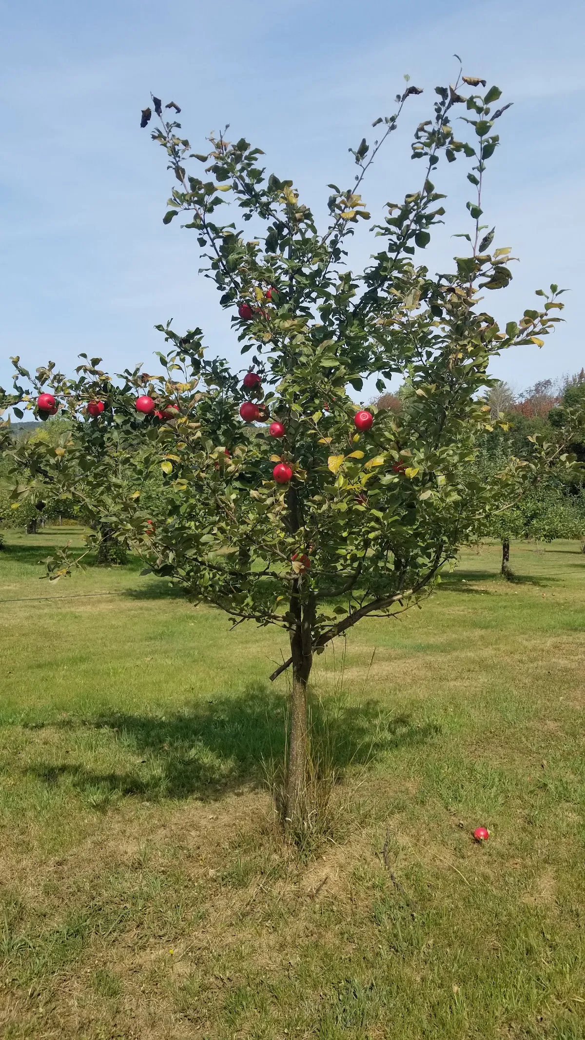King Blossom Farm