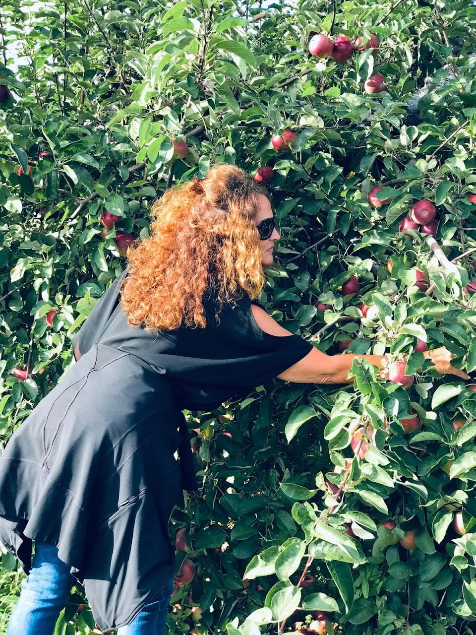 Apple Dave's Orchards