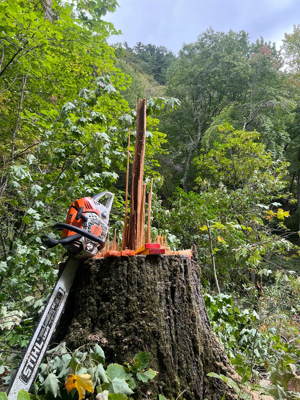 Brooks Tree Co.
