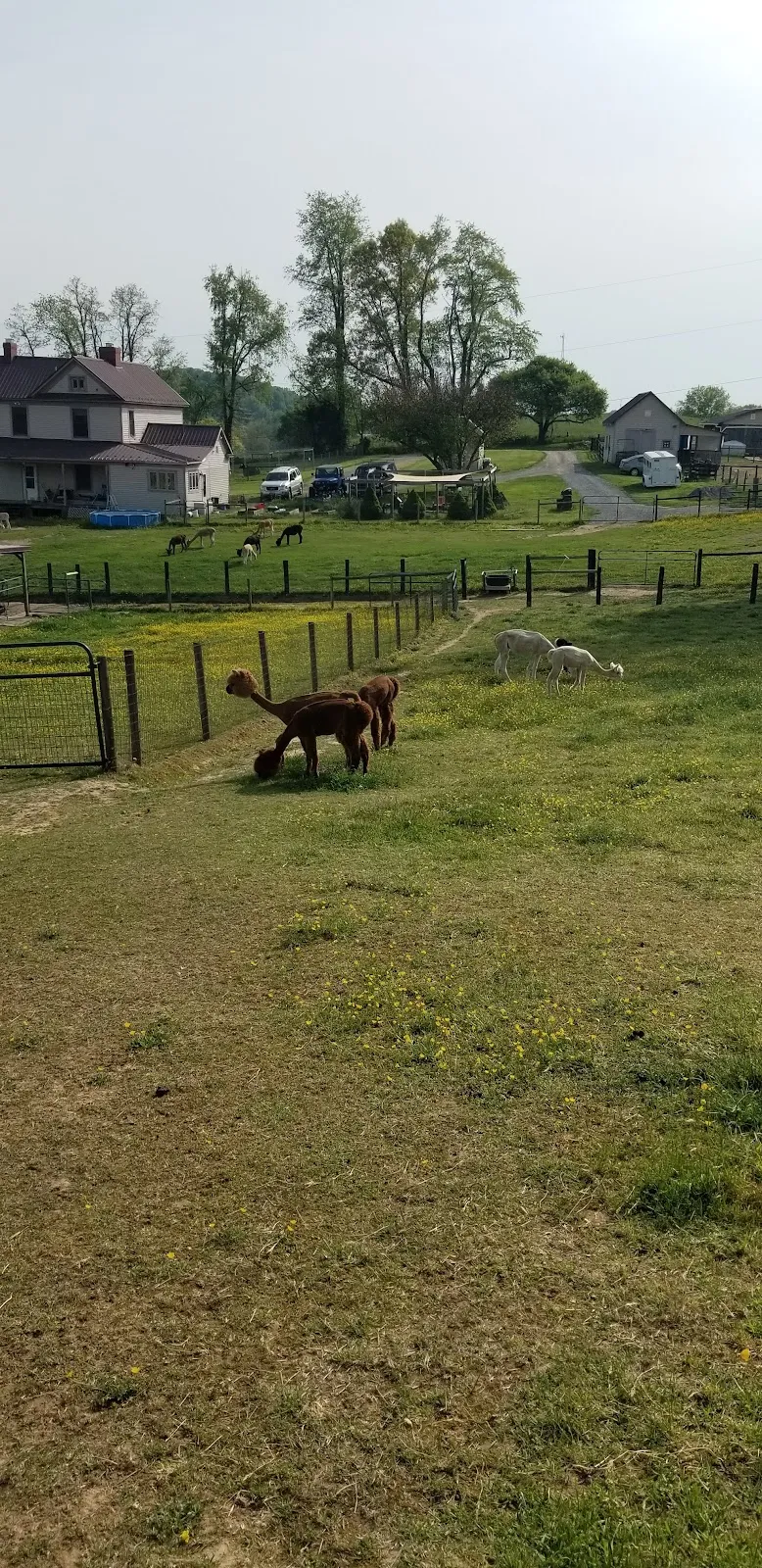 Dreamland Alpacas LLC