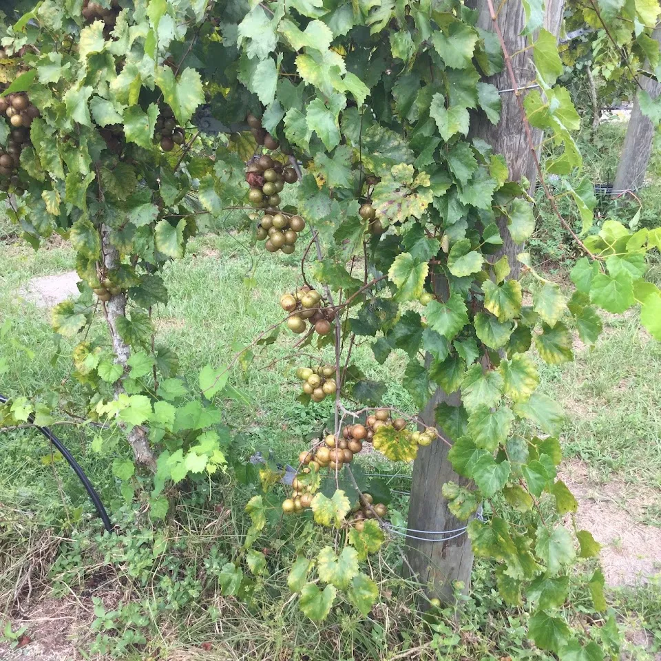 Jubilee Grape Vines