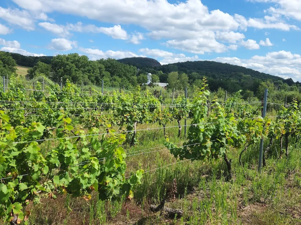 Océane Vineyards and Winery