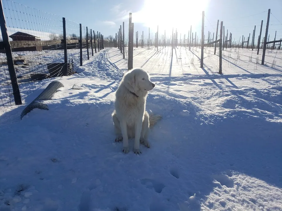Taffera Family Farms