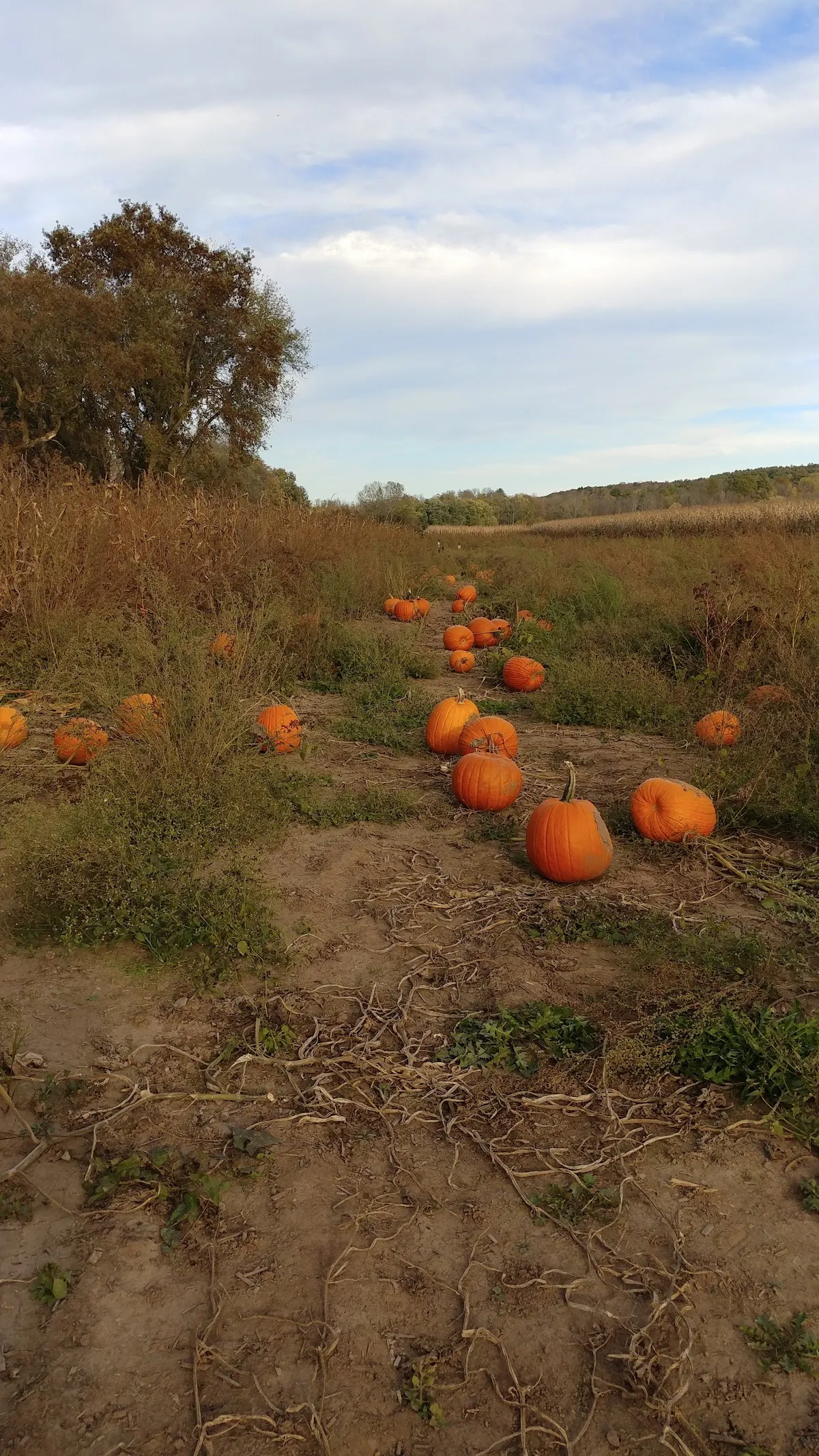 Pick a Pumpkin Pumpkin Patch