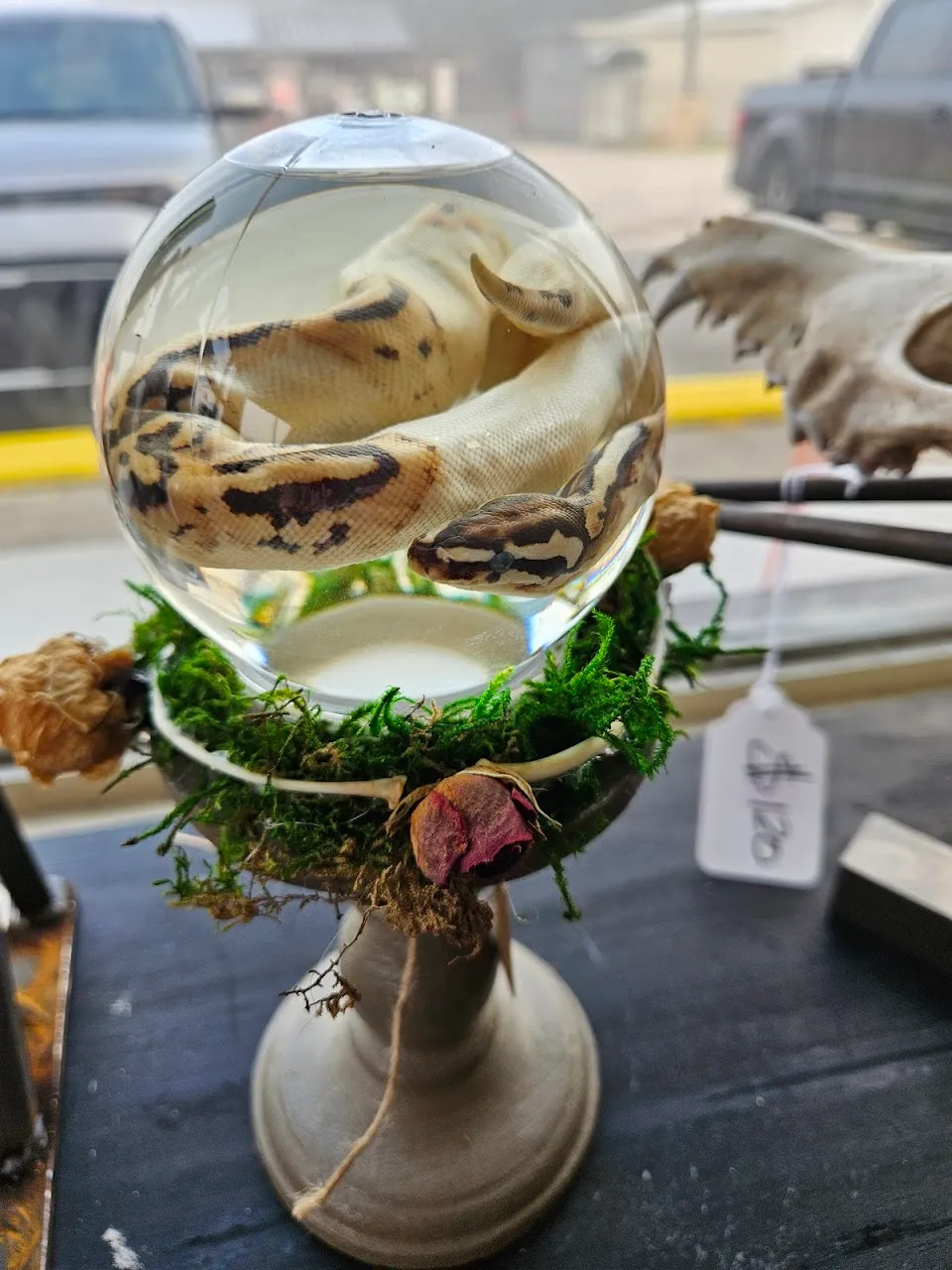 Haggard Coffee & Oddities