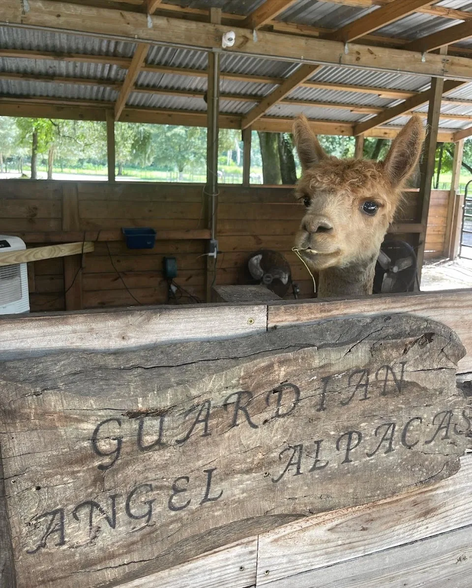 Guardian Angel Alpaca Llama Ranch