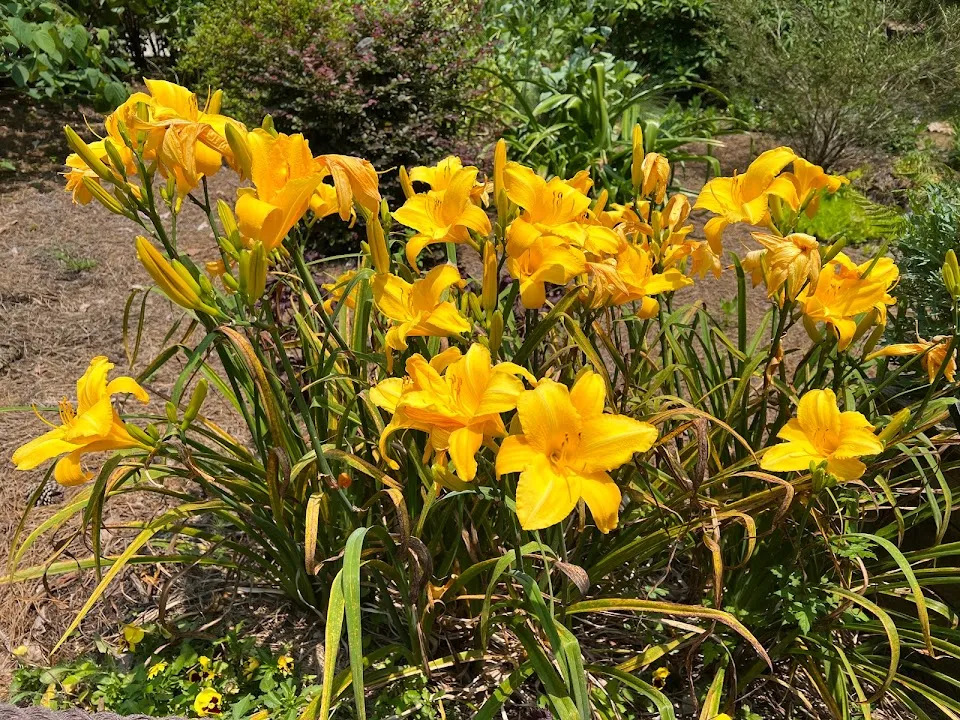 Iris Gardens
